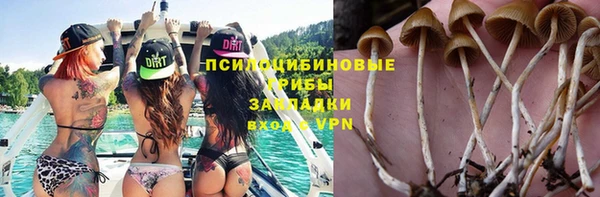 стаф Алзамай